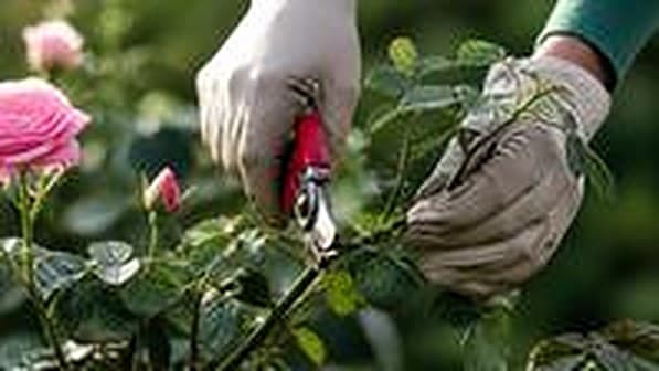 Taille d'un rosier au sécateur